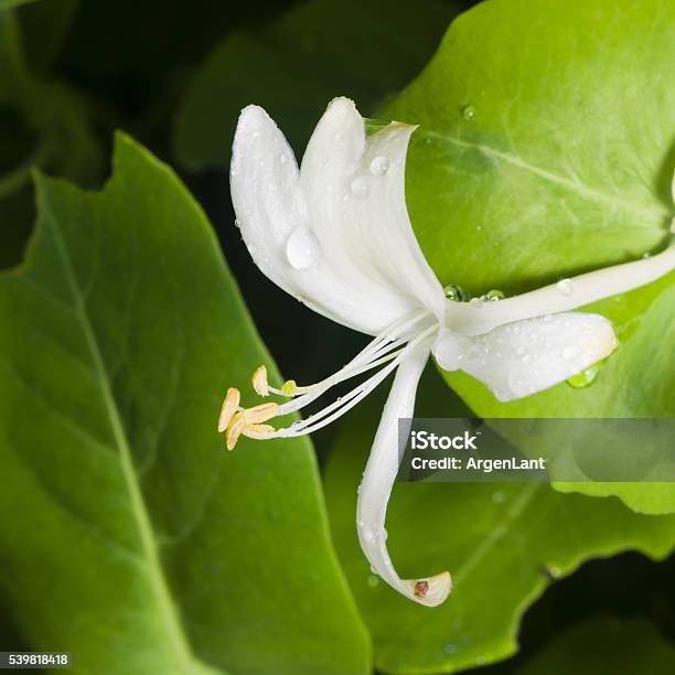 Italium Woodbine Or Goatleaf Honeysuckle Lonicera Caprifolium Flower With Raindrops Stock Photo - Download Image Now