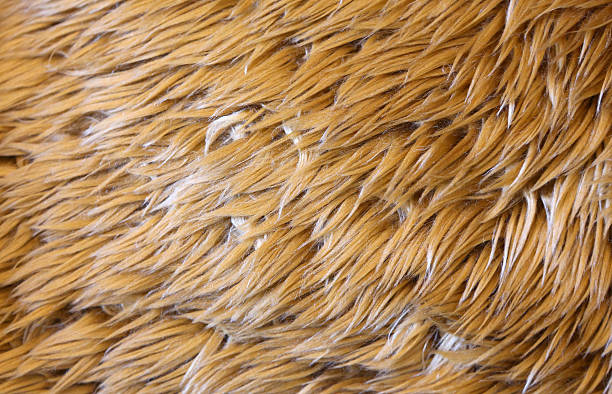 istock Closeup doll Fur background 539818426