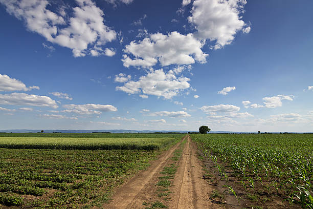 istock Dirt road, field of wheat and Corn Field. Lonely tree 539818776