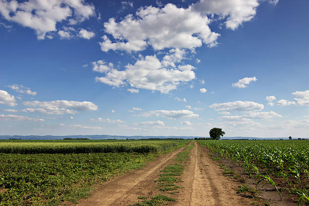 istock Dirt road, field of wheat and Corn Field. Lonely tree 539818844
