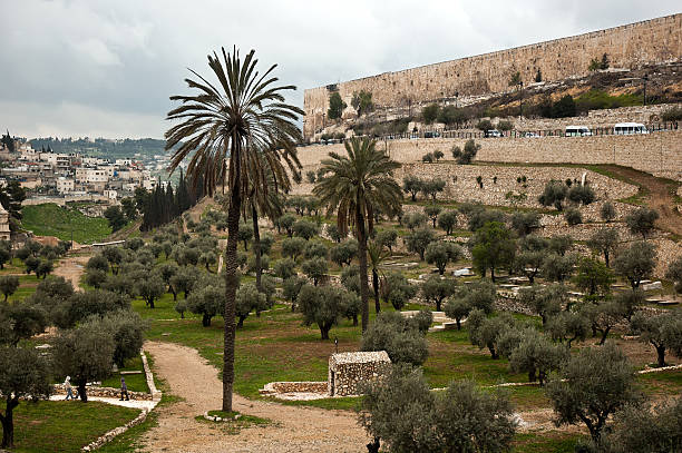올리브 가든 인 예루살렘, 이스라엘 - garden of gethsemane 뉴스 사진 이미지