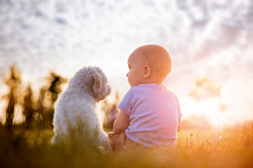 Little boy and white puppy outdoors in summer