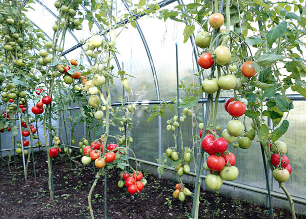 istock Red tomatoes in a greenhouse 539820914