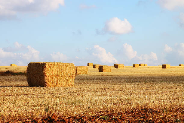 istock image of gold wheat haystacks field and blue sky. 539821422