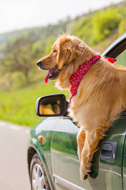 istock Happy golden retriever dog 539822004
