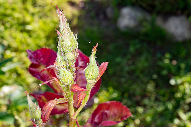 istock aphides on green leaf background close up detail 539822866