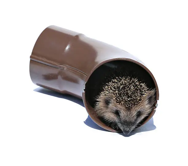 Small forest hedgehog, gets out of the drainpipe isolated on white background