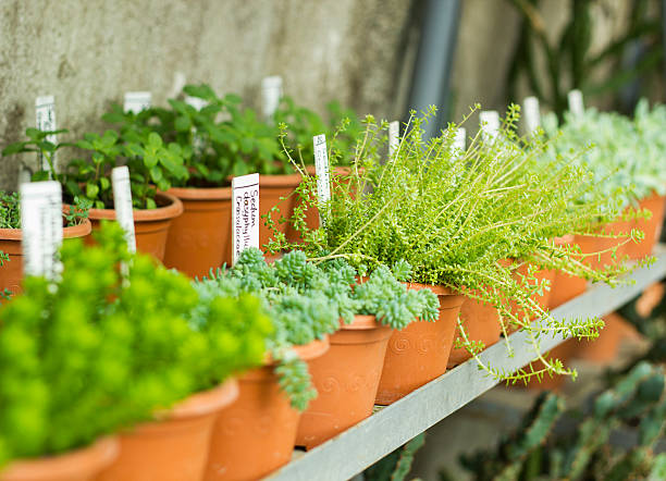 mercato per la vendita piante. molte piante in pentole - centro per il giardinaggio foto e immagini stock