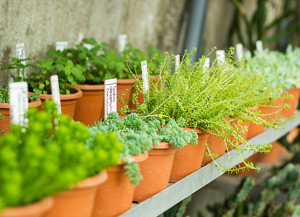 mercado para venda de plantas. muitas plantas em jarras - plant nursery imagens e fotografias de stock