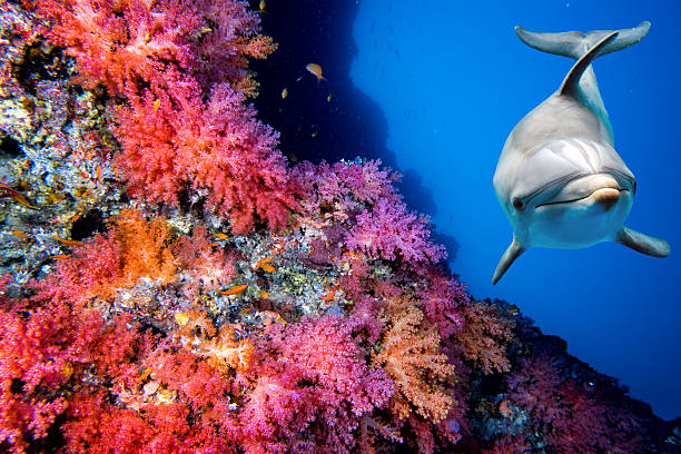 istock dolphin underwater on reef close up look 539824102