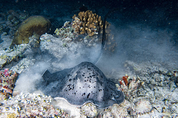 istock giant blackparsnip stingray fish during night dive 539824292