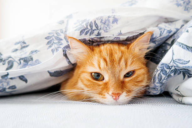 istock Cute ginger cat lying in bed under blanket. Fluffy pet 539824328