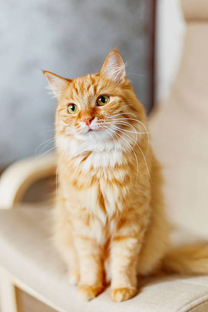 istock Cute ginger cat is sitting on chair. Fluffy curious pet. 539824412