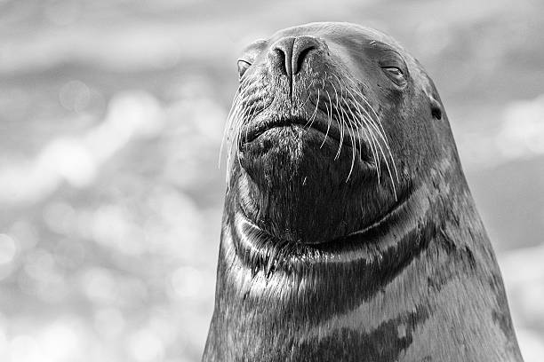 istock sea lion on the beach in black and white 539824442