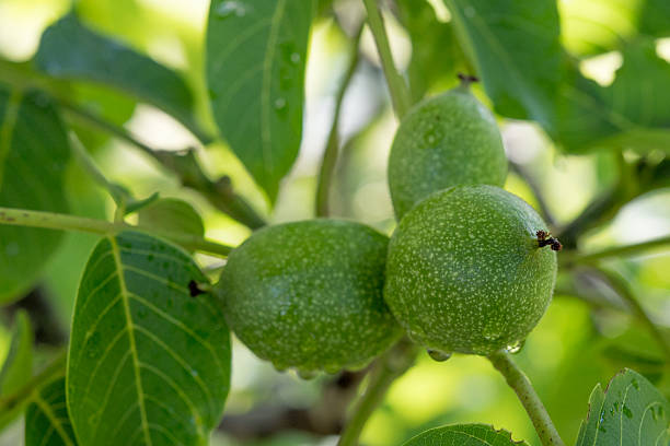 istock green european nut fruit unripe on tree 539824806