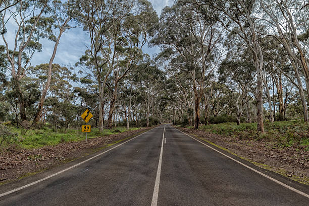 istock south australia road inside in eucalyptus forest 539825534