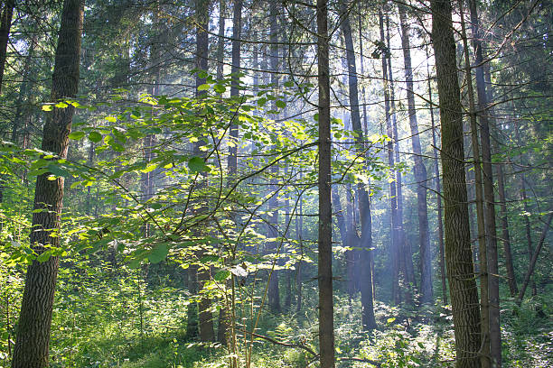 istock Light smoke in the forest of Eastern Europe 539825892