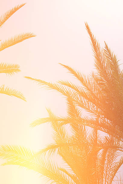 istock Palm trees against sky. summer and tropical concept. 539826100