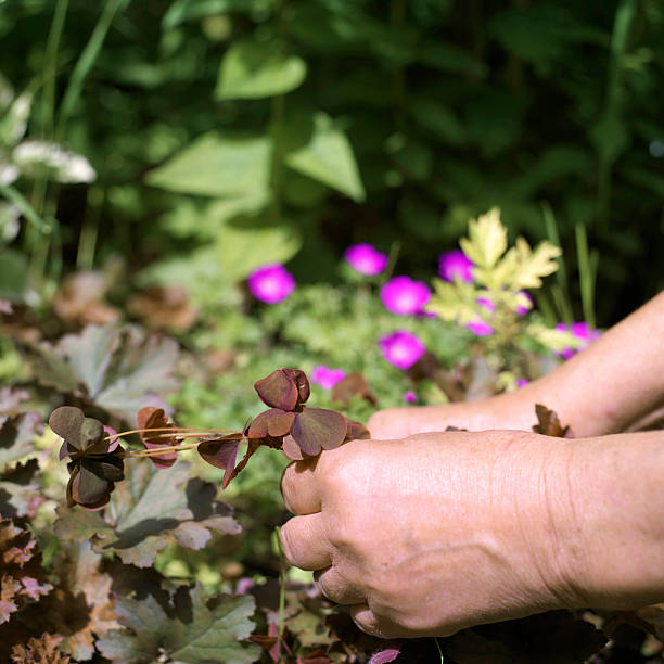 istock Female Hands Gardening 539826124