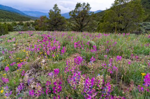 Wildflowers and Rocky Mountain Views - Scenic landscape with incredible vista and meadows of colorful wildflower flowers. Western Colorado USA.