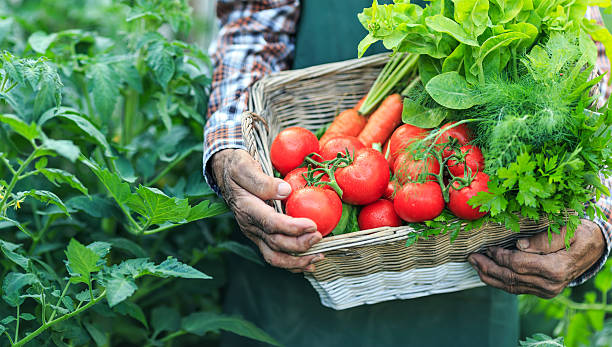 granjero sosteniendo un cesta con verduras frescas, primer plano - farmer salad fotografías e imágenes de stock