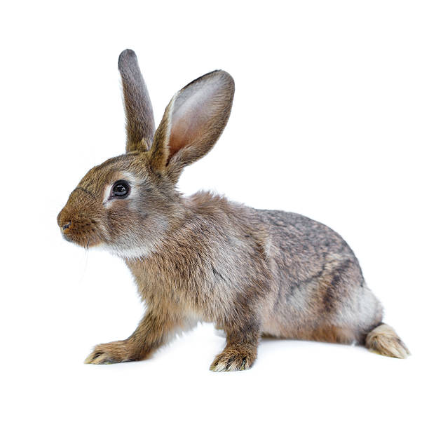 istock Young european brown rabbit on white background 539828290
