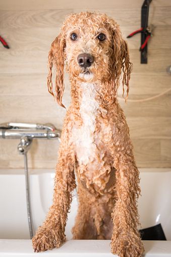 Dog grooming a poodle, he is getting a bath