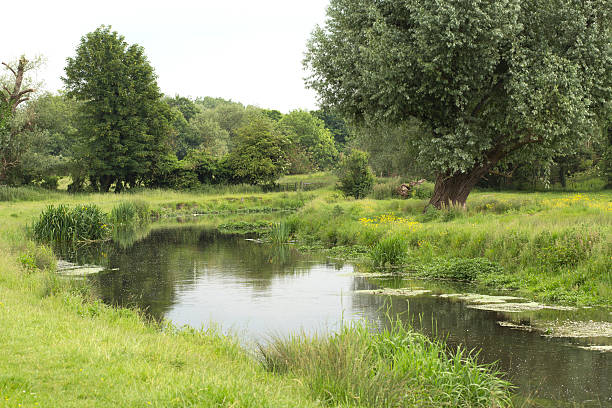istock Hertfordshire countryside, river surrounded by trees 539828646