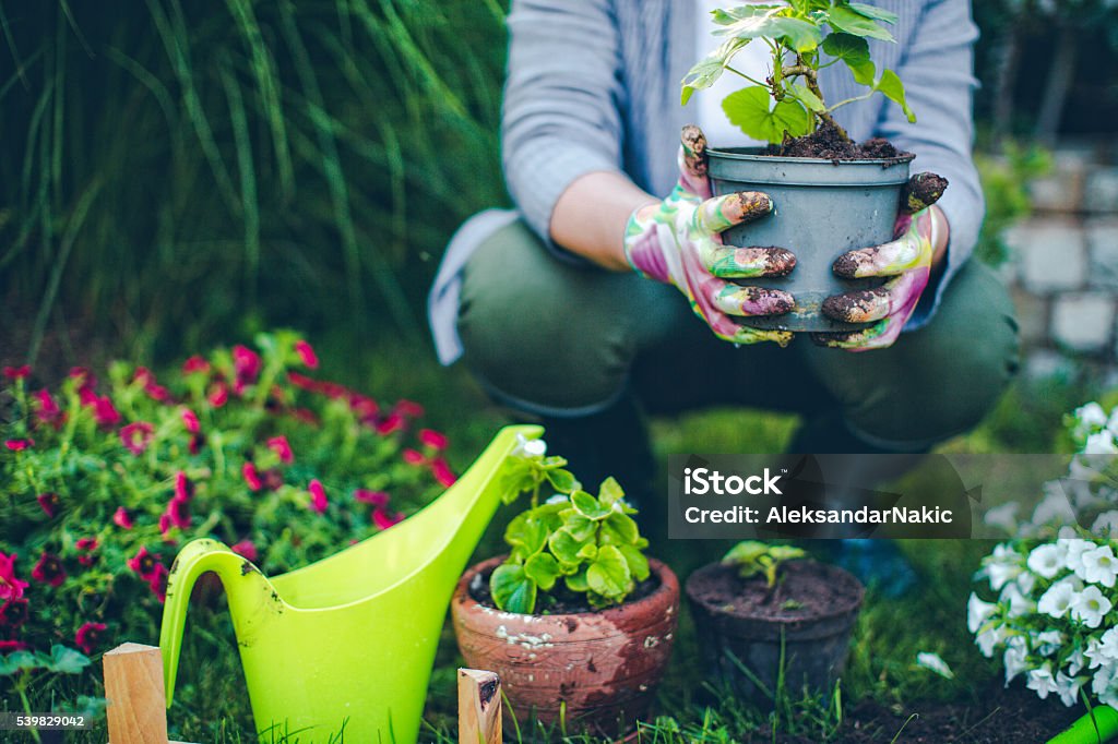 Proud gardener Portrait of mid-adult woman proudly showing her plants  Yard - Grounds Stock Photo