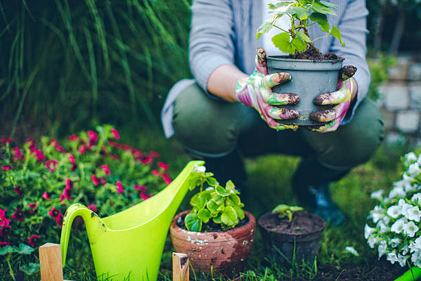 Proud gardener Portrait of mid-adult woman proudly showing her plants  gardening stock pictures, royalty-free photos & images