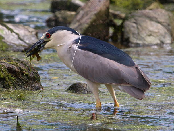 istock Black-crowned Night Heron with Fish in Beak 2 539829282