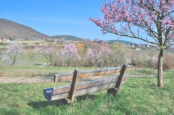 Almond Blossom in Gimmeldingen near Neustadt an der Weinstrasse,german Wine Route,Palatinate,Germany