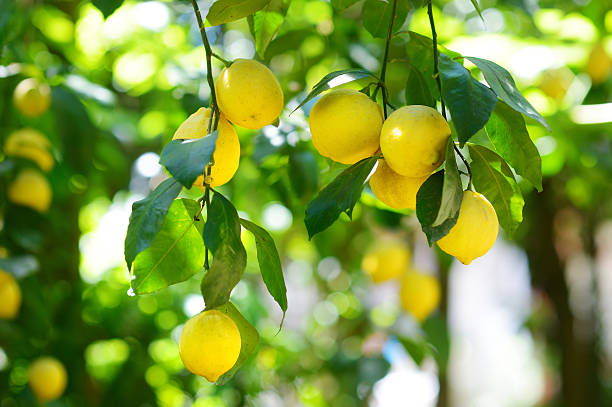 beaucoup de citrons mûrs sur une branche d'arbre citron - lemon fruit citrus fruit yellow photos et images de collection