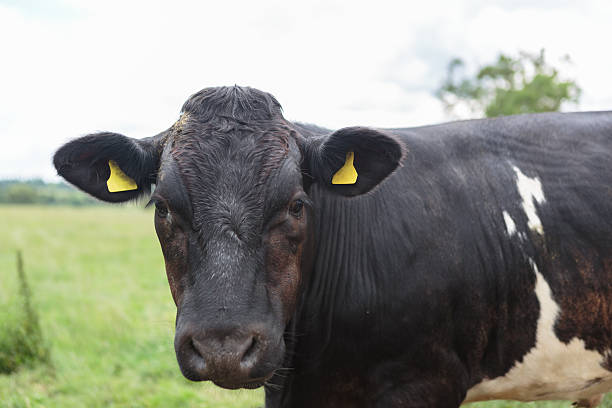 istock Close of up cow in field 539830222