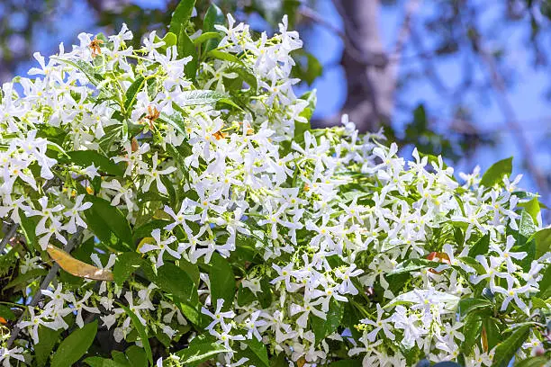Shrub with white small flowers Trachelospermum Jasminoides on Pinterest