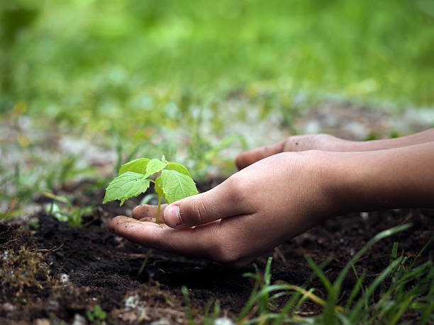 istock Children's hands embrace a small green plant young germ 539831114