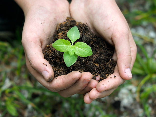 istock Children's hands embrace a small green plant young germ 539831168