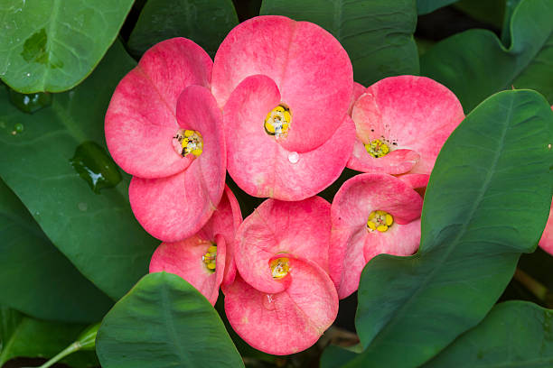 istock Closeup Crown of thorns flowers (Euphorbia milli Desmou) 539831628