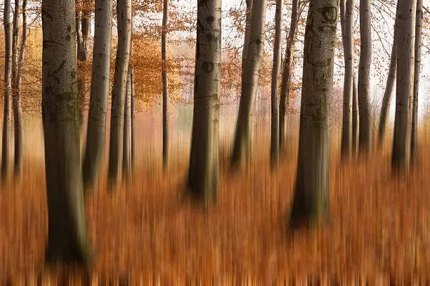 Creative photography of beech forest in Poland with long exposure