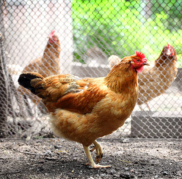 poulet - bird netting cage birdcage photos et images de collection