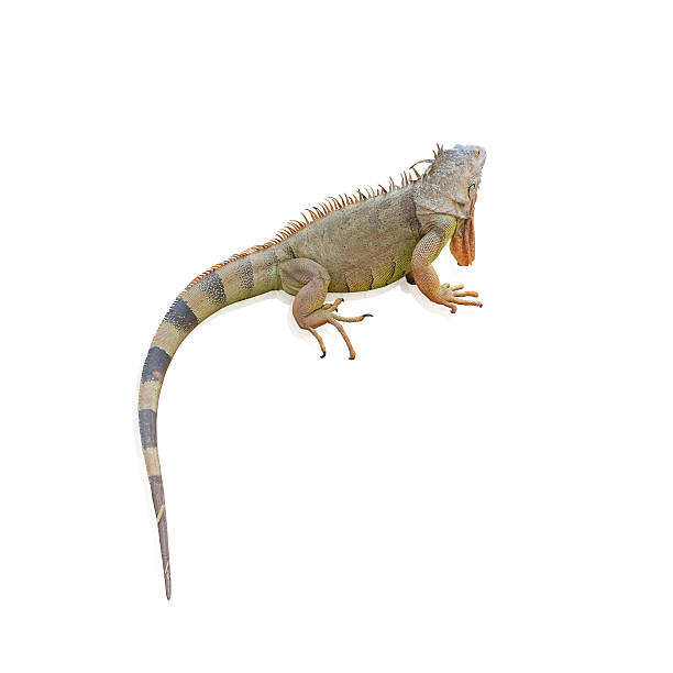 istock Iguana (Iguanidae),prehistoric reptiles 539832386