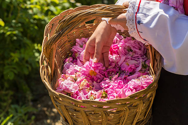 Rose picking ritual stock photo