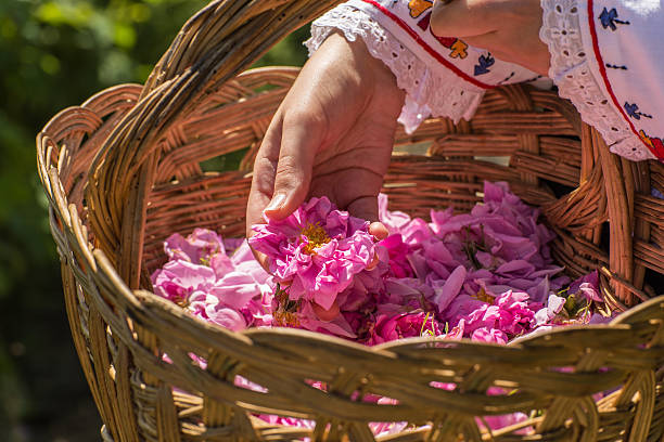 Rose picking ritual Taking a one flower from a basket filled with pink roses. bulgarian culture photos stock pictures, royalty-free photos & images