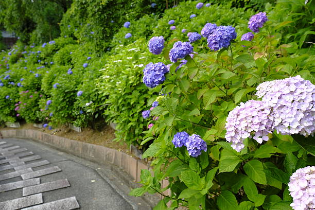 istock Hydrangea, Nishikyo Ward, Kyoto, Japan 539833082