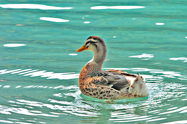 Wild duck swimming stock photo