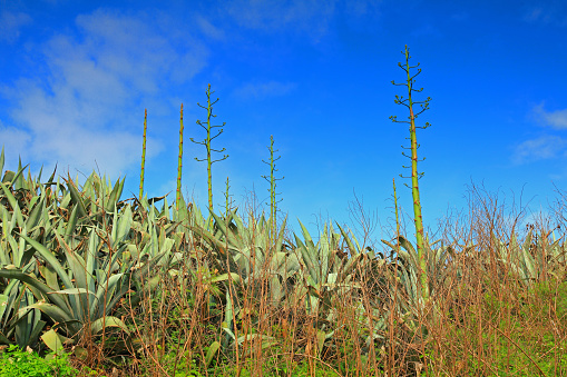 Horizontal close up of a cluster of large green sharp spiky agave plants against blue sky in country Australian garden