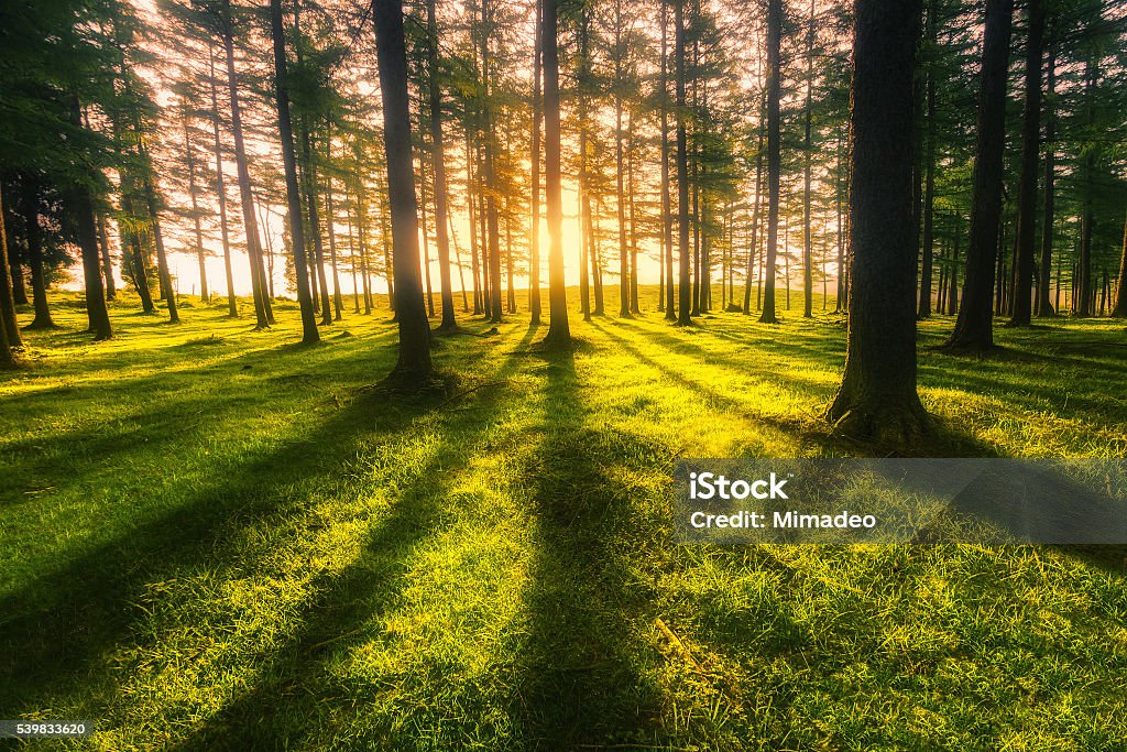 sunny forest sunny forest at sunset with trunk shadows Back Lit Stock Photo