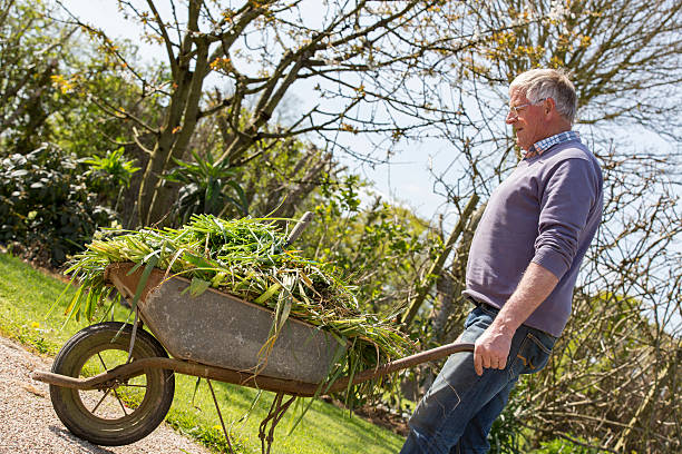 istock Senior gardener with barrow 539833662