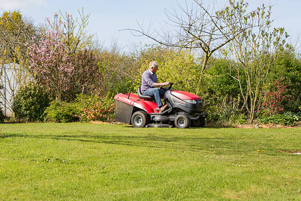 istock Senior gardener cut grass 539833988