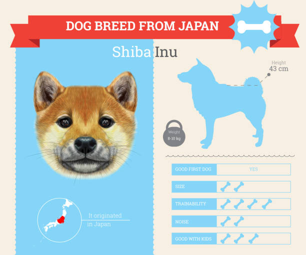 Shiba Inu Dog Breed Vector Infographics Stock Illustration